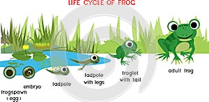 Frog life cycle. Sequence of stages of development of frog from egg to adult animal